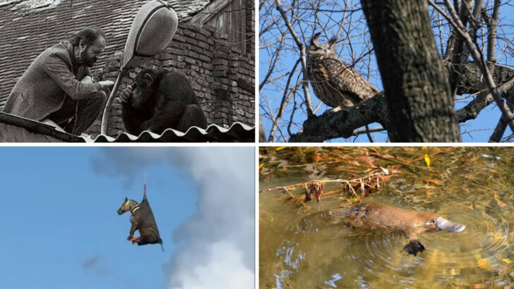 12 Animals That Escaped From Zoos and Were Never Caught