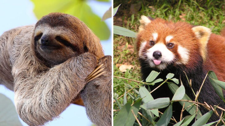 12 Animals That Melt Hearts—and 3 That Pretend to Be Sweet but Aren’t