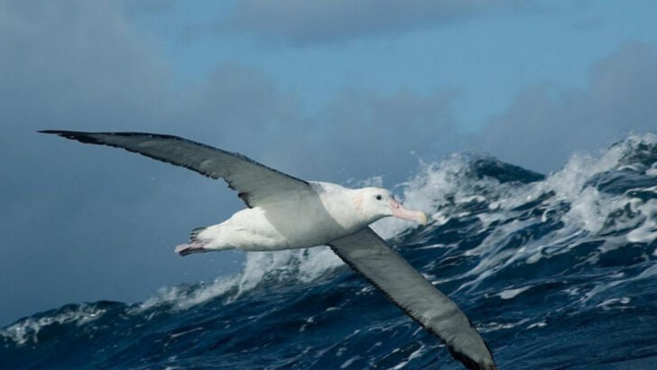 12 Animals That Vanish Without a Trace—And the Bizarre Places They Turn Up