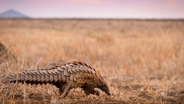 12 Animals With Natural Armor So Striking, It Looks Designed by Nature’s Top Stylist