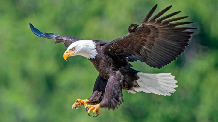 12 Animals With Vision So Sharp They Can Spot Prey a Mile Away