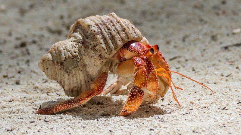 Hermit Crab
