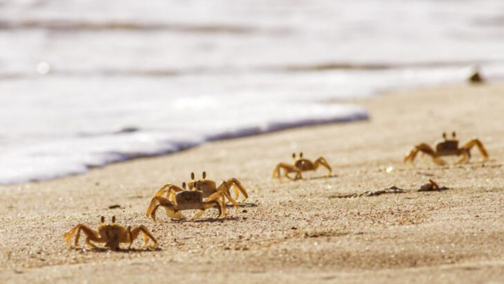 12 Beach Creatures Kids Should Watch For—and 5 They Should Absolutely Avoid