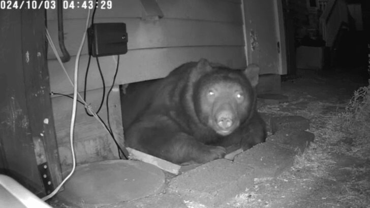 12 Bears That Broke Into Human Homes—And What They Were Looking For