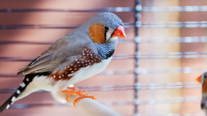 12 Beautiful Birds You Should Never Cage—and 6 That Can Thrive at Home