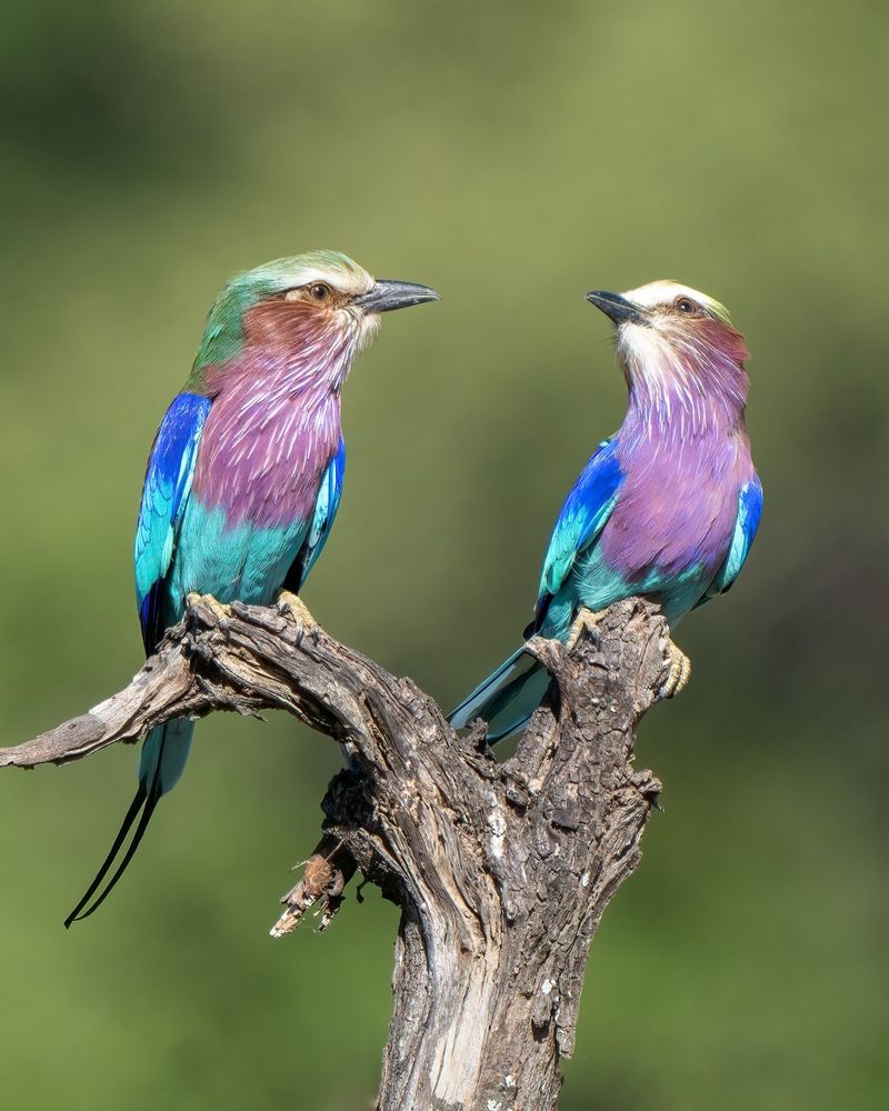 Purple Roller