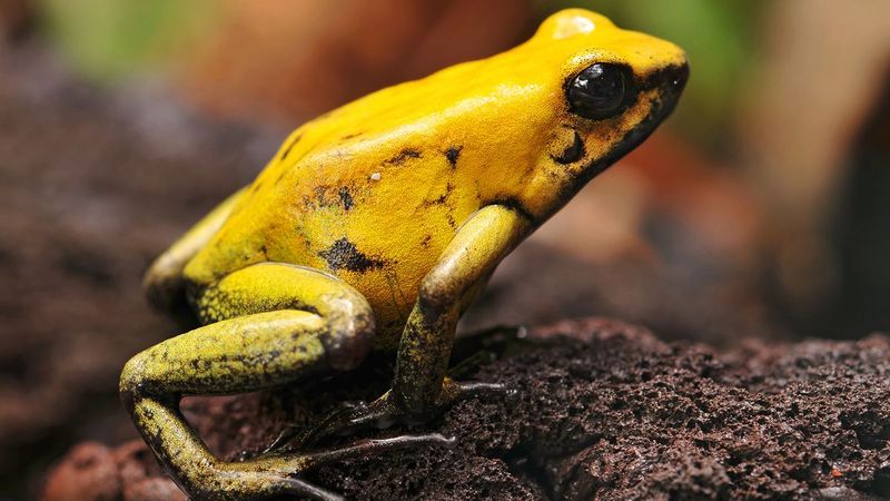 Golden Poison Dart Frog