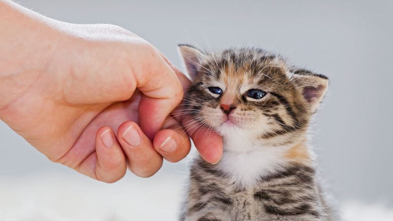 Gentle Stroking