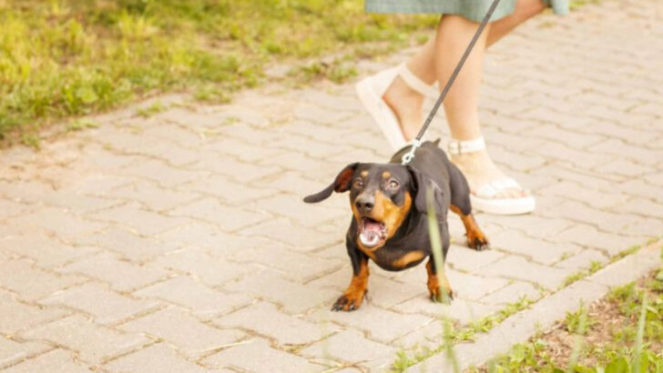 12 Dog Breeds That Rarely Bark (And 5 That Never Stop Talking)