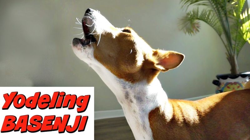 Basenji