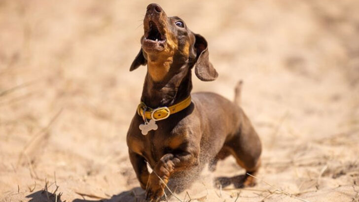12 Dog Breeds That Sing, Squeak, and Yodel—And People Love It