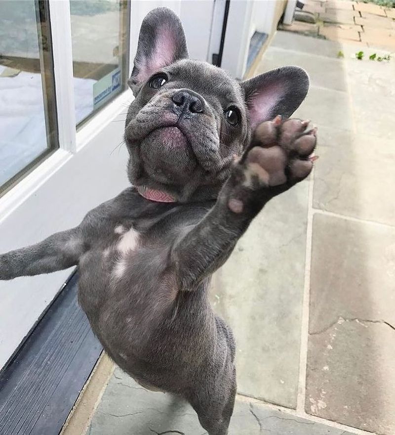 French Bulldog