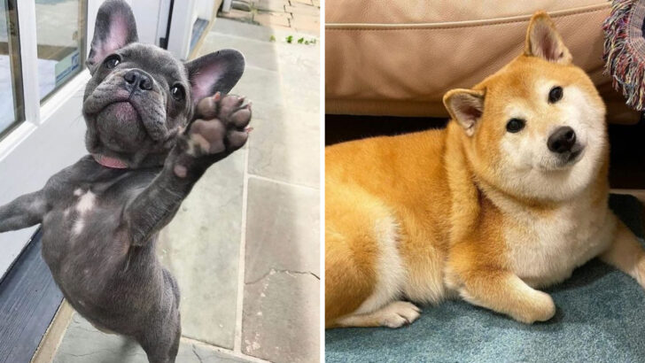 12 Dog Breeds That Went Viral This Year (And Why Everyone Wants One)