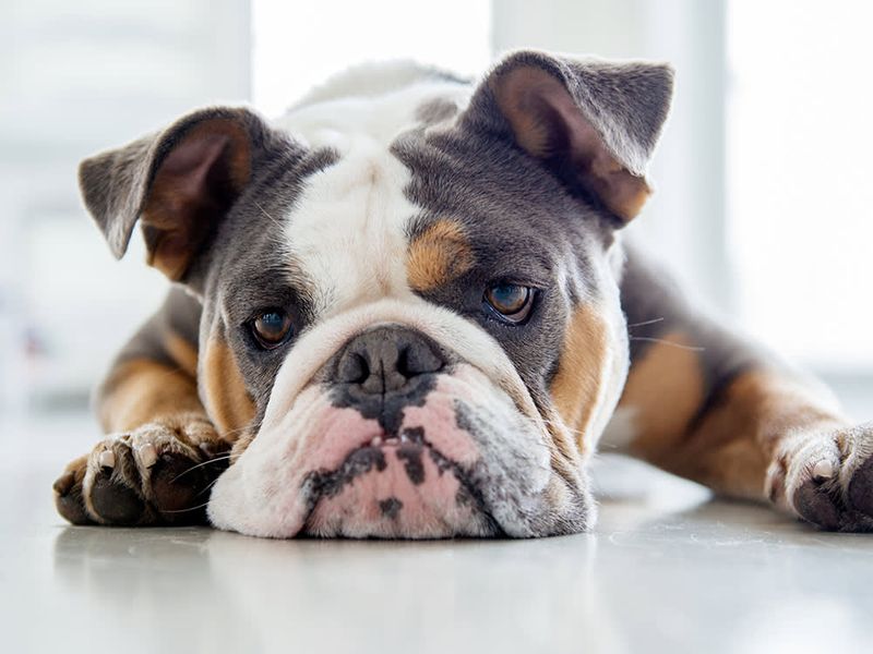 Bulldog
