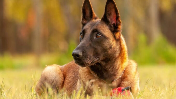 12 Dog Breeds with Frequent Health Problems—And 10 That Are Surprisingly Resilient