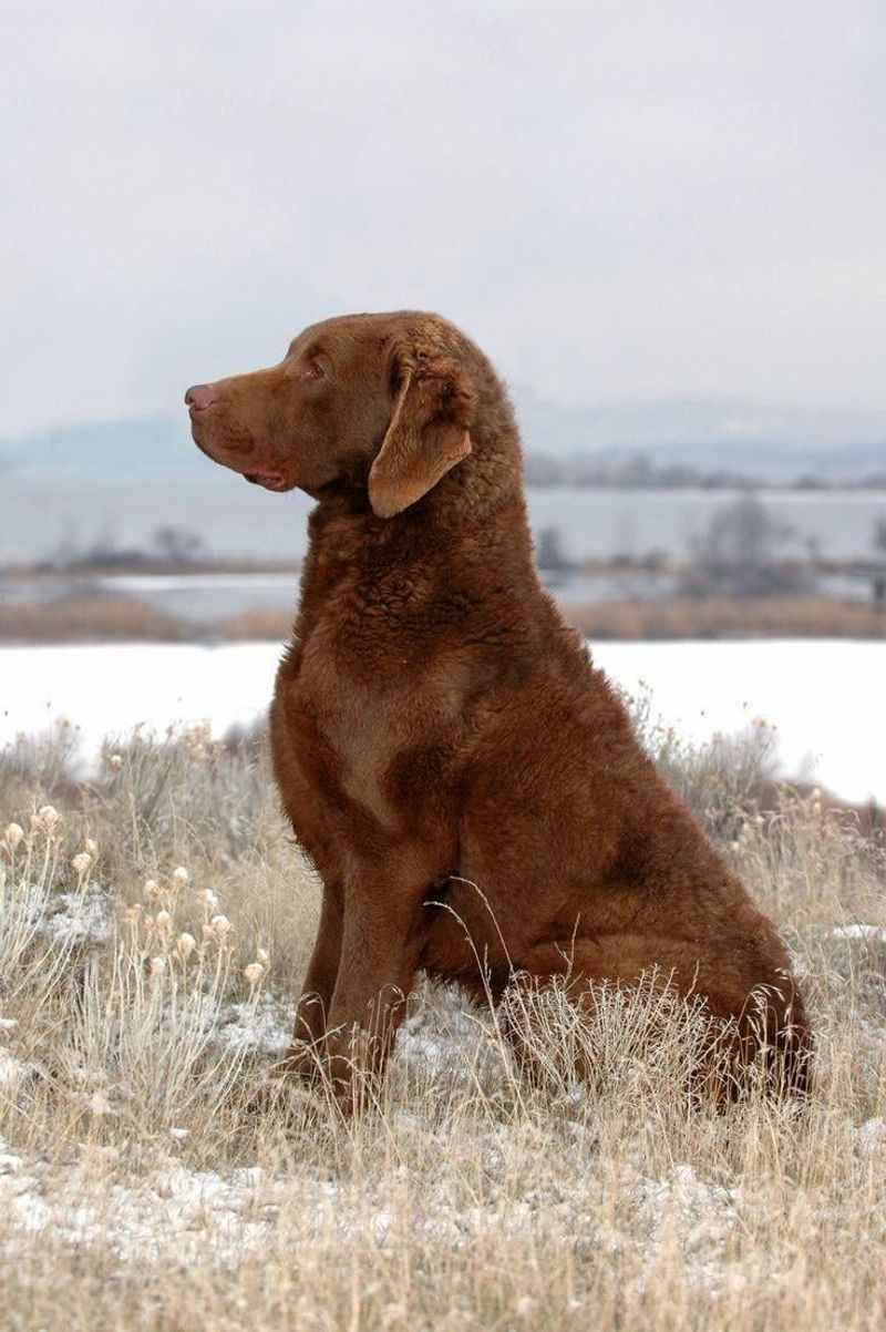 Chesapeake Bay Retriever