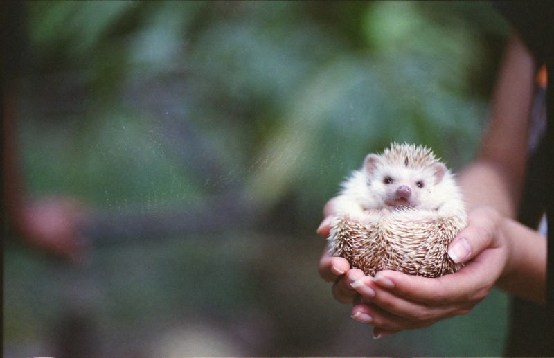 African Pygmy Hedgehog
