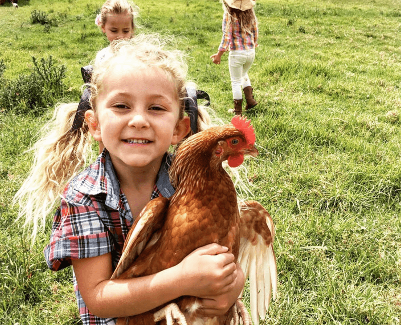 Chickens