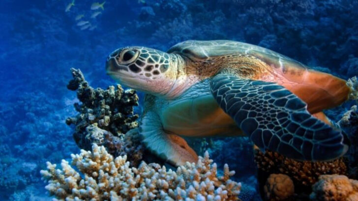 12 Fascinating Facts About Sea Turtles and 7 More That Will Surprise You