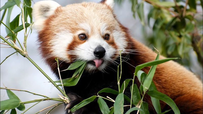 The Bamboo Diet