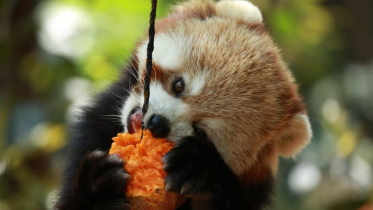12 Fascinating Red Panda Facts That Prove They’re One of Nature’s Greatest Survivors