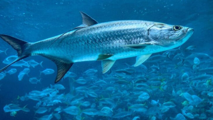 12 Giant Fish That Rule U.S. Waters—and One That Might Be Bigger Than You Think