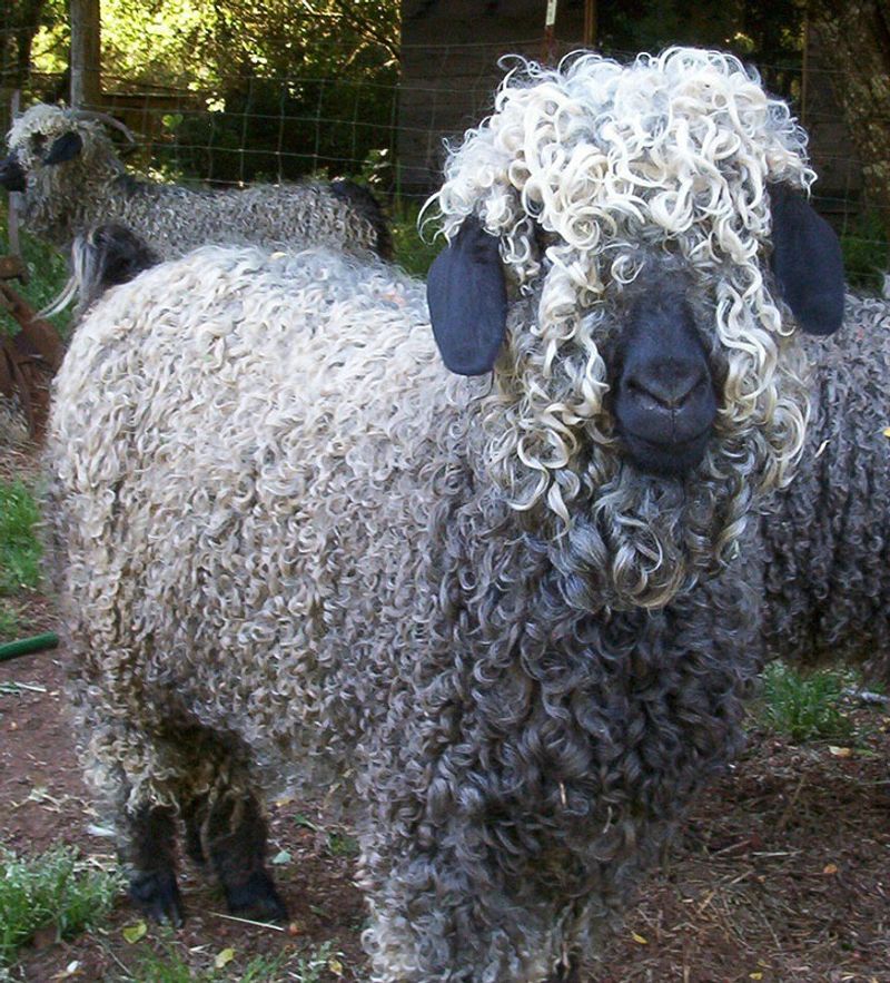 Angora Goat