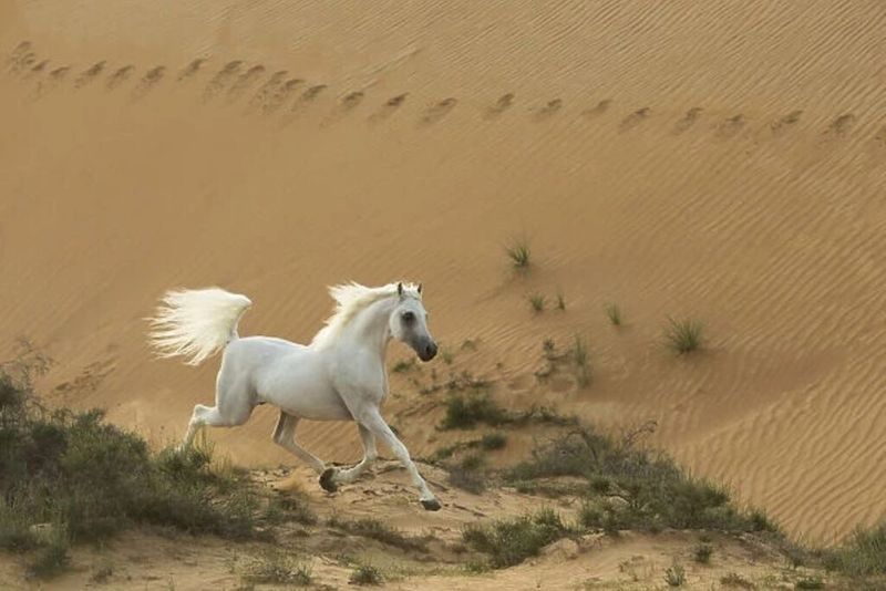Arabian Horse