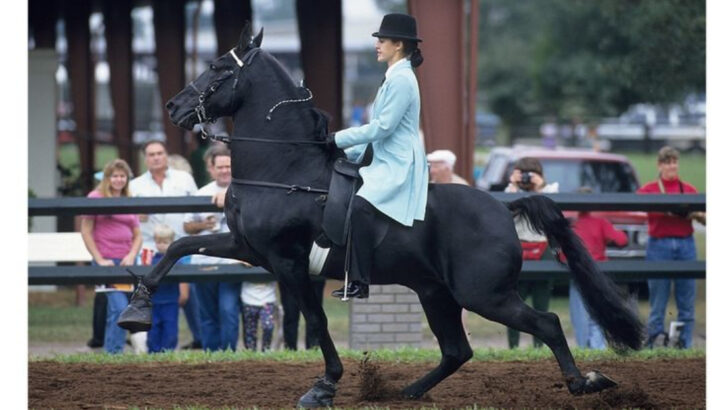 12 Horse Breeds Riders Rely on Most—and 5 That Make the Ride Bumpier Than You’d Expect