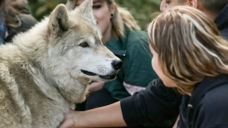 12 Incredible Things You’ll Learn Visiting Indiana’s Rescued Wolf Sanctuary