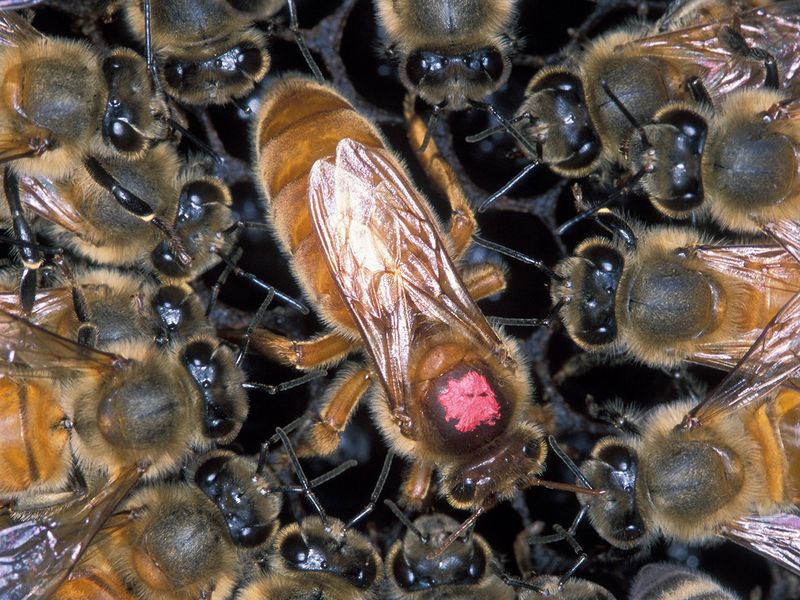 Africanized Honey Bee