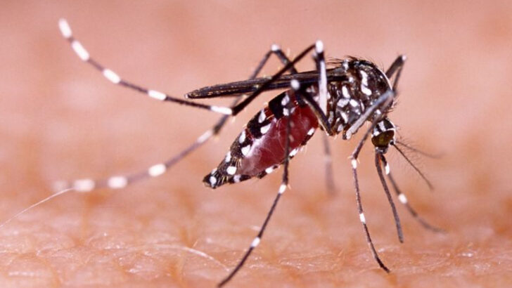 12 Insects So Deadly They’re Banned in Several U.S. States