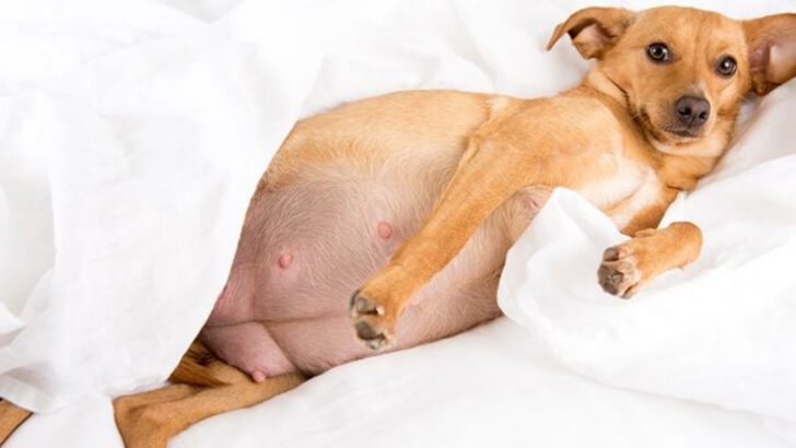 12 Key Ways Male and Female Dogs Differ—Before You Adopt, Read This