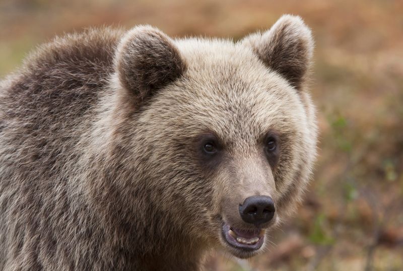 Grizzly Bear