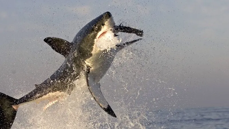Great White Shark