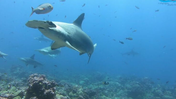 12 Ocean Animals So Powerful They Rule the Waters—and Where You Might Spot Them