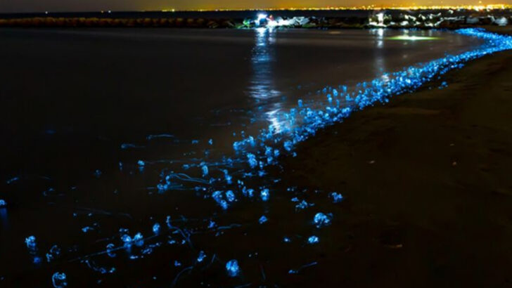 12 Ocean Creatures That Glow in the Dark—and 6 That Sparkle in Sunlight Too