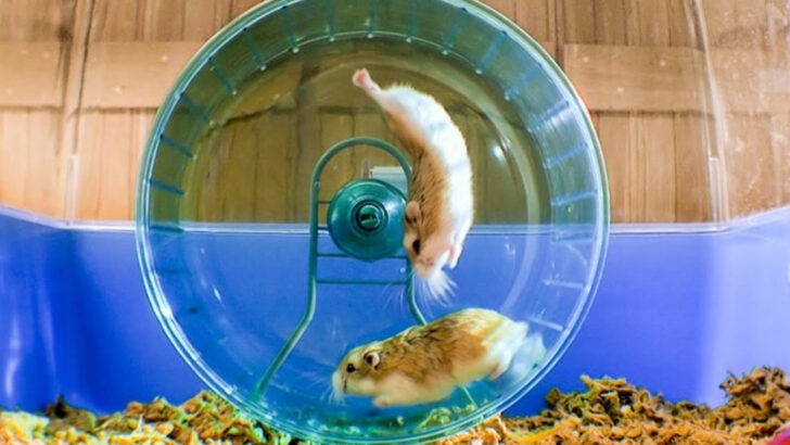 12 Pet Behaviors That Seem Strange But Are Totally Normal