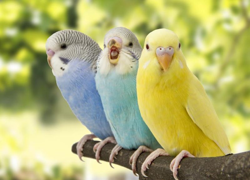 Budgerigar