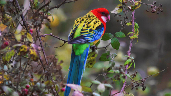 12 Pet Birds That Love Being Cage-Free and 5 That Thrive With Even More Freedom