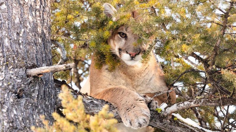 Yellowstone National Park, Wyoming