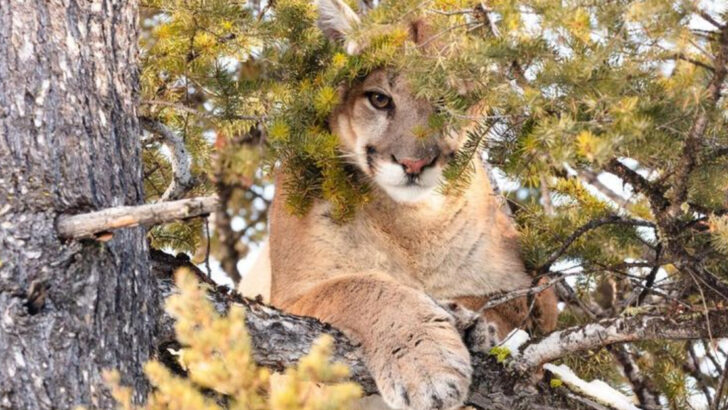 12 Places in the U.S. Where You’re Most Likely to See a Cougar—Even If You Don’t Realize It