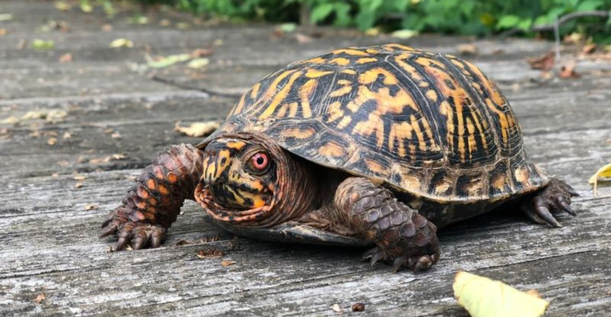 12 Protected Creatures You Can’t Remove From Your Yard—Even If You Want ...