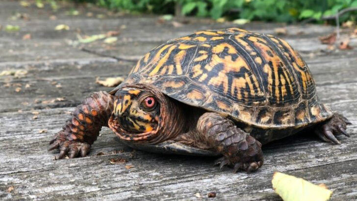 12 Protected Creatures You Can’t Remove From Your Yard—Even If You Want To