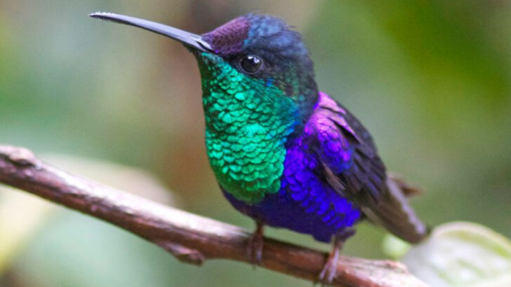 12 Purple Birds That Look Like Flying Jewels—and 5 That Are Shockingly Hard to Spot