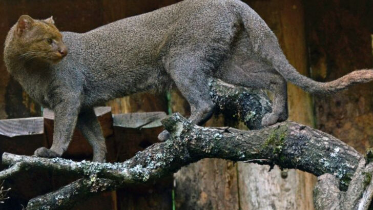 12 Rare Animals in U.S. National Parks (And 14 That You Can Spot Year-Round)