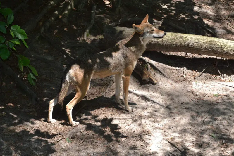 Red Wolf