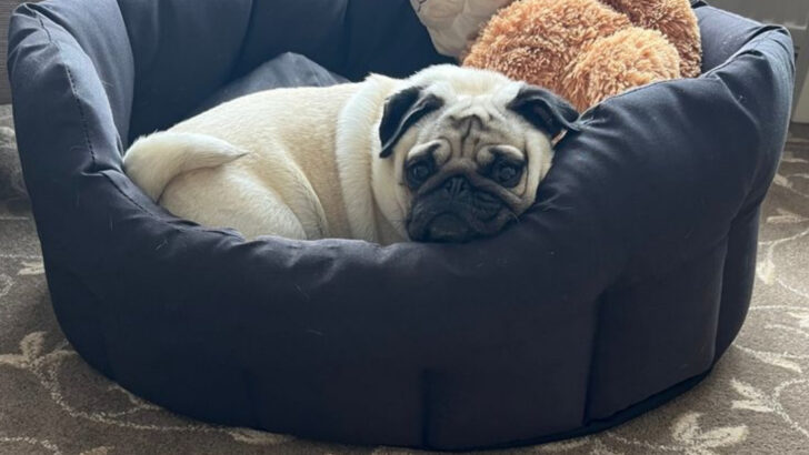12 Rescued Dog Breeds That Will Forever Be Grateful and 5 That Might Take More Time to Trust