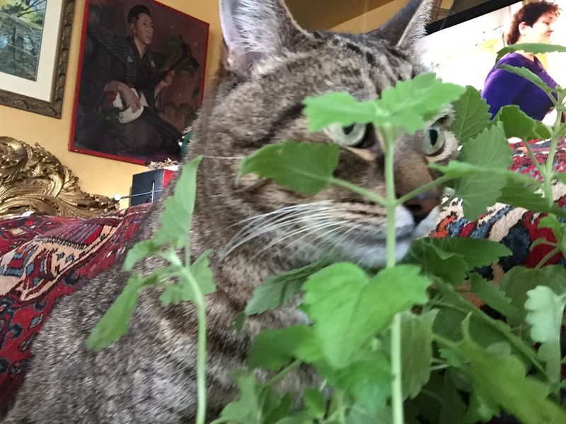 Catnip