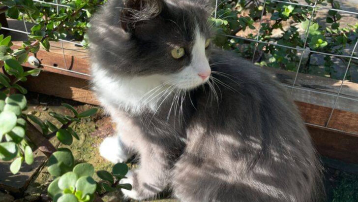 12 Scents That Attract Cats to Your Yard